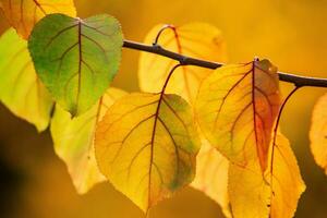 Photo with colorful autumn leaves. Background with magical autumn.
