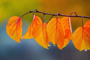 Photo with colorful autumn leaves. Background with magical autumn.