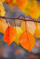Photo with colorful autumn leaves. Background with magical autumn.