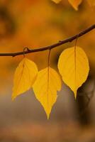 Photo with colorful autumn leaves. Background with magical autumn.
