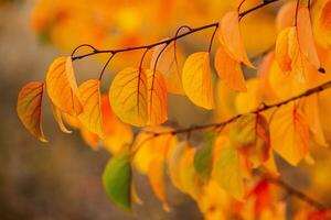 Photo with colorful autumn leaves. Background with magical autumn.