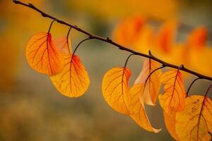 Photo with colorful autumn leaves. Background with magical autumn.