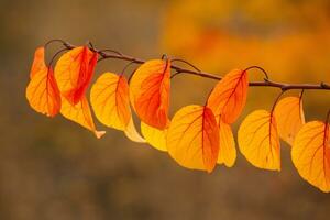 Photo with colorful autumn leaves. Background with magical autumn.