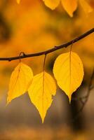 Photo with colorful autumn leaves. Background with magical autumn.