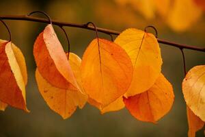 Photo with colorful autumn leaves. Background with magical autumn.