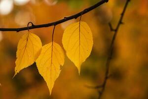 Photo with colorful autumn leaves. Background with magical autumn.