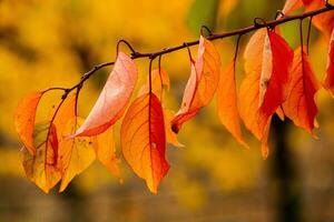 Photo with colorful autumn leaves. Background with magical autumn.