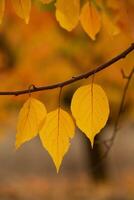 Photo with colorful autumn leaves. Background with magical autumn.