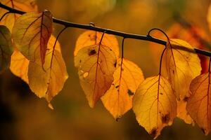 Photo with colorful autumn leaves. Background with magical autumn.