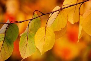 Photo with colorful autumn leaves. Background with magical autumn.