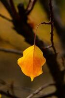 foto con vistoso otoño hojas. antecedentes con mágico otoño.