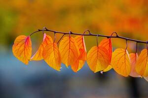 Photo with colorful autumn leaves. Background with magical autumn.