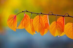 Photo with colorful autumn leaves. Background with magical autumn.