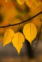 Photo with colorful autumn leaves. Background with magical autumn.