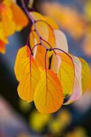Photo with colorful autumn leaves. Background with magical autumn.