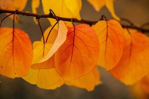 Photo with colorful autumn leaves. Background with magical autumn.