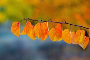 Photo with colorful autumn leaves. Background with magical autumn.