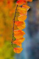 Photo with colorful autumn leaves. Background with magical autumn.