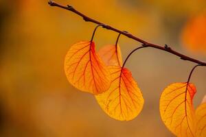 Photo with colorful autumn leaves. Background with magical autumn.