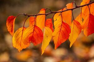 Photo with colorful autumn leaves. Background with magical autumn.