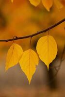 Photo with colorful autumn leaves. Background with magical autumn.