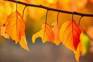 Photo with colorful autumn leaves. Background with magical autumn.