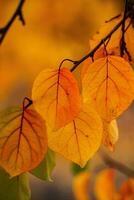Photo with colorful autumn leaves. Background with magical autumn.