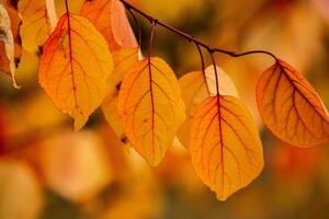 Photo with colorful autumn leaves. Background with magical autumn.