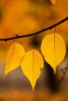 Photo with colorful autumn leaves. Background with magical autumn.