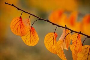 Photo with colorful autumn leaves. Background with magical autumn.