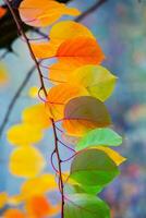 Photo with colorful autumn leaves. Background with magical autumn.