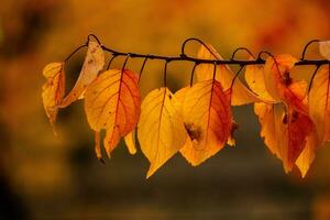 Photo with colorful autumn leaves. Background with magical autumn.
