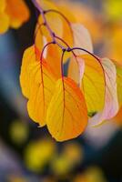 Photo with colorful autumn leaves. Background with magical autumn.