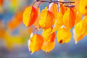 Photo with colorful autumn leaves. Background with magical autumn.