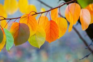 Photo with colorful autumn leaves. Background with magical autumn.