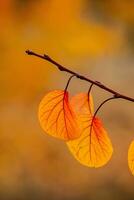Photo with colorful autumn leaves. Background with magical autumn.