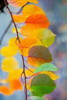 Photo with colorful autumn leaves. Background with magical autumn.