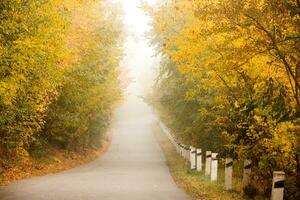 Morning landscape in autumn country and with fog in Ukraine. Beautiful nature with yellow trees and fog. photo