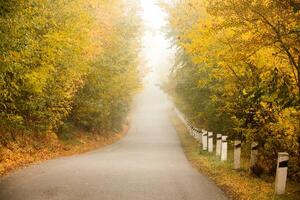 Morning landscape in autumn country and with fog in Ukraine. Beautiful nature with yellow trees and fog. photo