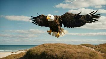 A beautiful summer day with blue sky and a lone Steller's sea eagle over the beach AI Generative photo