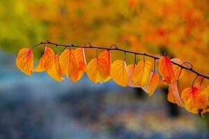 Photo with colorful autumn leaves. Background with magical autumn.