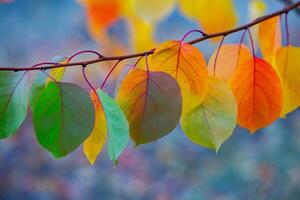 Photo with colorful autumn leaves. Background with magical autumn.