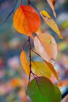 Photo with colorful autumn leaves. Background with magical autumn.