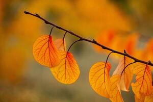 Photo with colorful autumn leaves. Background with magical autumn.
