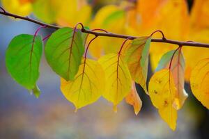 Photo with colorful autumn leaves. Background with magical autumn.