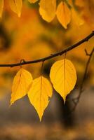 Photo with colorful autumn leaves. Background with magical autumn.