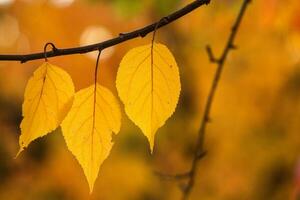 Photo with colorful autumn leaves. Background with magical autumn.