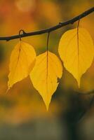 Photo with colorful autumn leaves. Background with magical autumn.