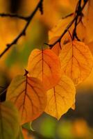 Photo with colorful autumn leaves. Background with magical autumn.