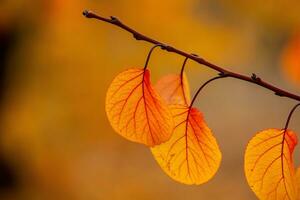 Photo with colorful autumn leaves. Background with magical autumn.
